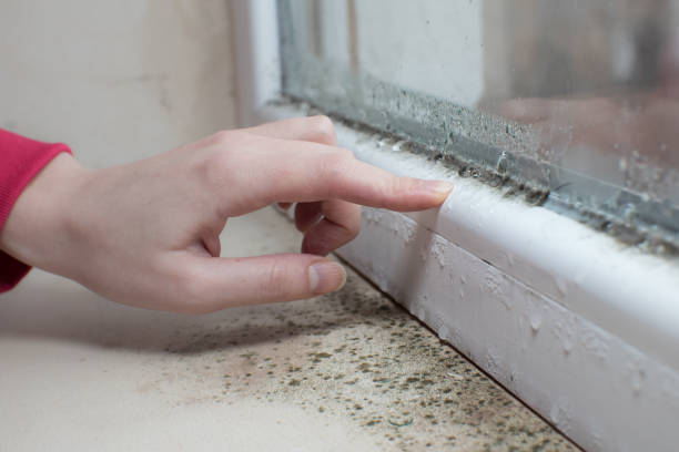 Best Water Damage & Mold Remediation  in Overlea, MD