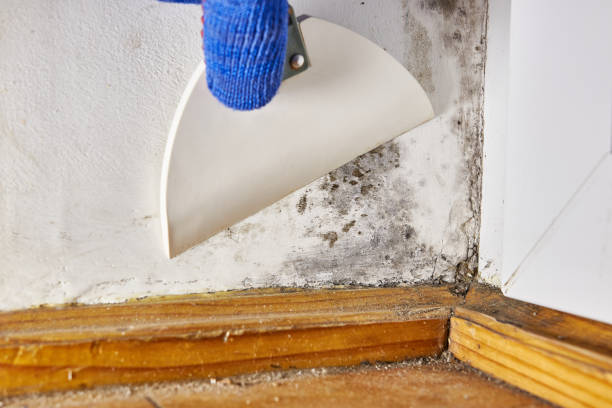 Best Mold Damage Restoration  in Overlea, MD