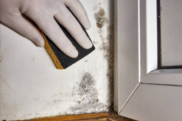 Best Comprehensive Air Testing for Mold Contaminants  in Overlea, MD